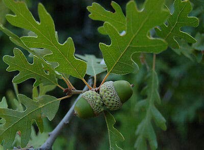Trees Plant - White Oak Trees Live Plants Stave SEEDLINGS SAPLINGS Acorn NUT Shade Tree