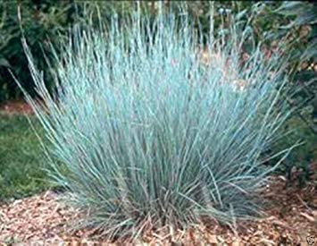 100 Little Bluestem Ornamental Grass Seeds for Planting - Schizachyrium scoparium