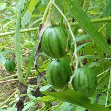 Tzimbalo Fruit Bush Seeds (10 Rare Seeds) - Solanum caripense