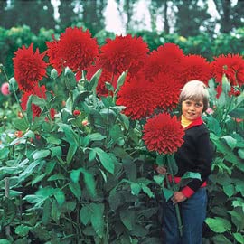 Giant Dahlia Dinner Plate Flower Seeds, Exotic Mix 100+ Seeds - Made in USA, Ships from Iowa.