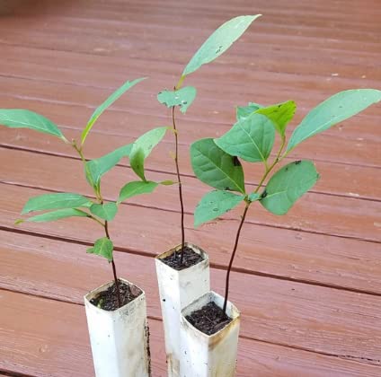 American Persimmon Tree - 6-12" Tall - 4" Pot - Live Plant - Diospyros virginiana