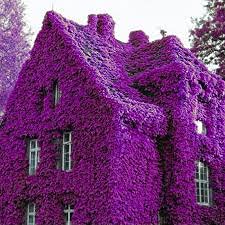 Purple Rock Cress - 250+ Seeds - Stunning Color, Low Grower, Great for Baskets or Rock Walls