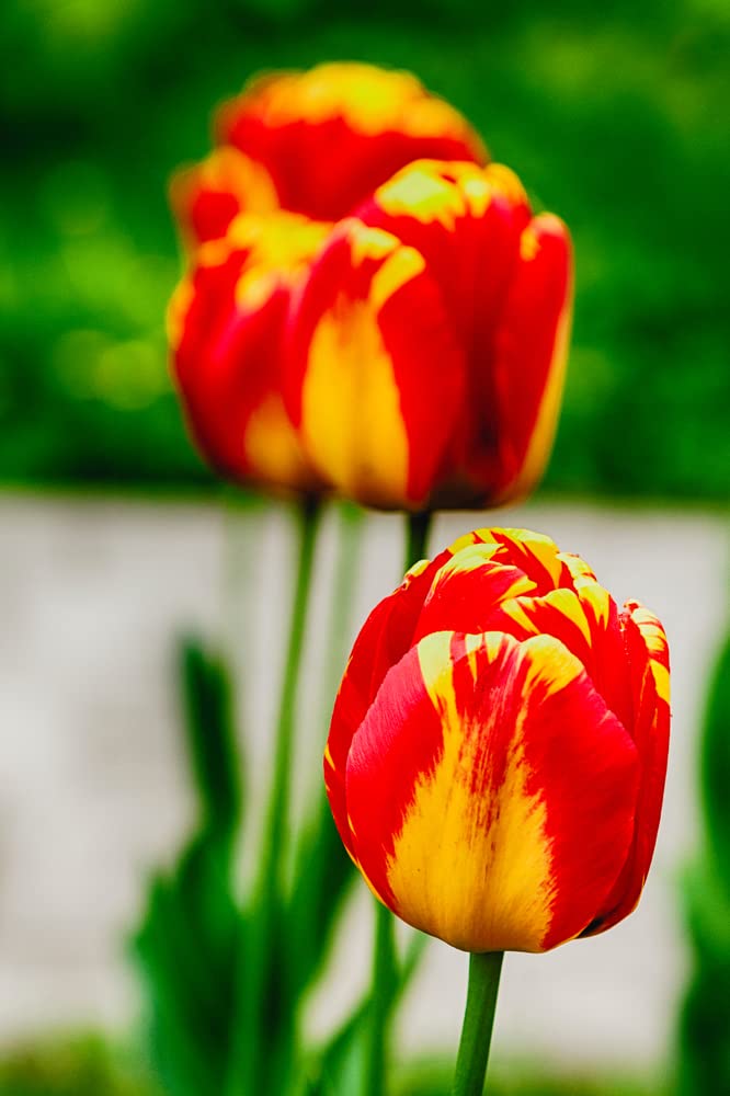 Banja Luka Bonsai Tulip Bulbs - 3 Prechilled Tulips Ready to Bloom Indoors - Bloom in a Few Weeks - No Container Included