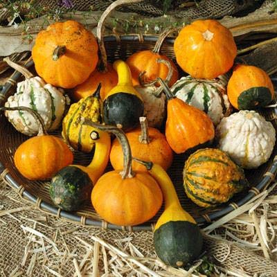 Small Gourd Mix Seeds to Grow | 25+ Seeds | Grow Your Own Fall Decor