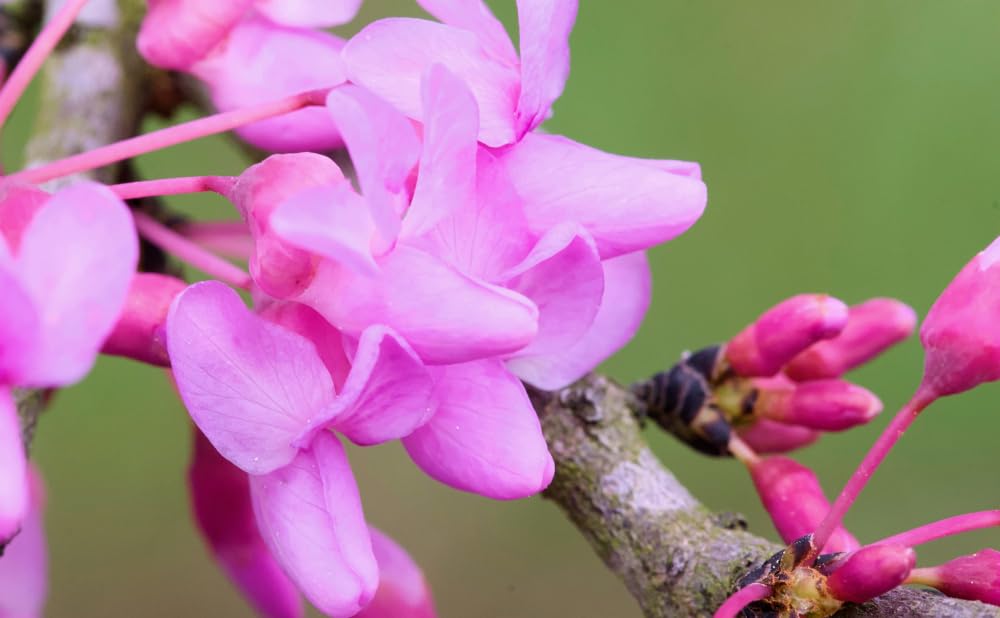 15 Texas Redbud Tree Seeds for Planting - Cercis Canadensis VAR. texensis