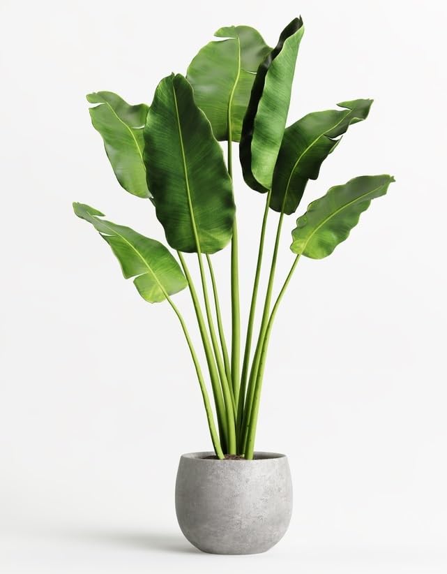 Banana Plant Seeds for Growing (5 Seeds) - Popular Indoor House Plant
