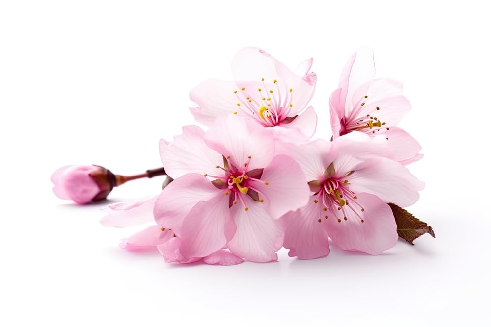 Bonsai Tree Seeds - Japanese Cherry Blossom (10 Seeds)