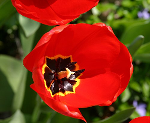 25 Quality Tulip Bulbs - Parade (Bright Red) - Imported from Holland