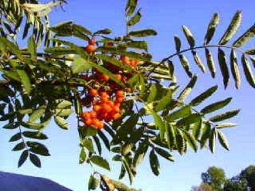 ASH Tree Mountain - Amur - Rowan - Sorbus Aucuparia jocad (20 Seeds)
