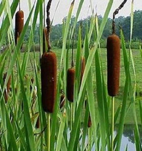 Cattail Seeds" Typha latifolia" Common Cattail 500 Seeds