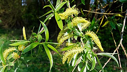 10 Weeping Willow Tr?e Cuttings Unrooted