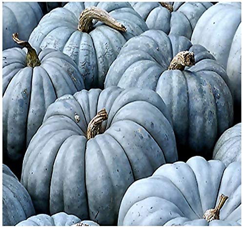 Jarrahdale Blue Pumpkin | 20 Seeds | Cucurbita Maxima, 6-10 Lbs.)