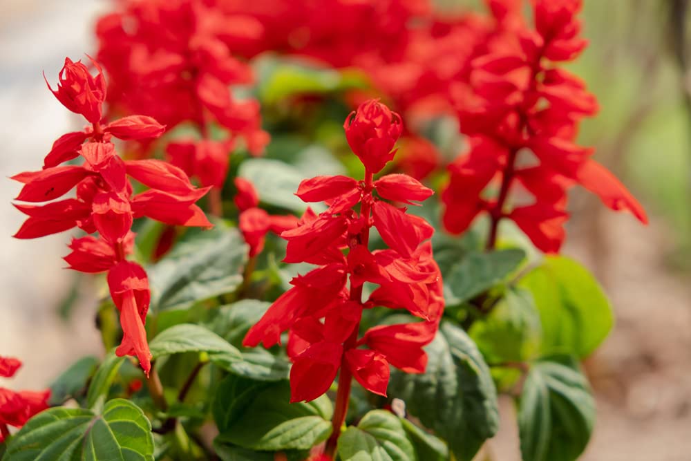 Blood Sage Flower Seeds | 50 Seeds | Excellent Hummingbird Plant