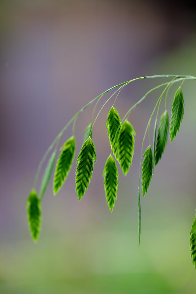 100 Indian Woodoats Grass Seeds for Planting - Chasmanthium latifolium - Wild Oats