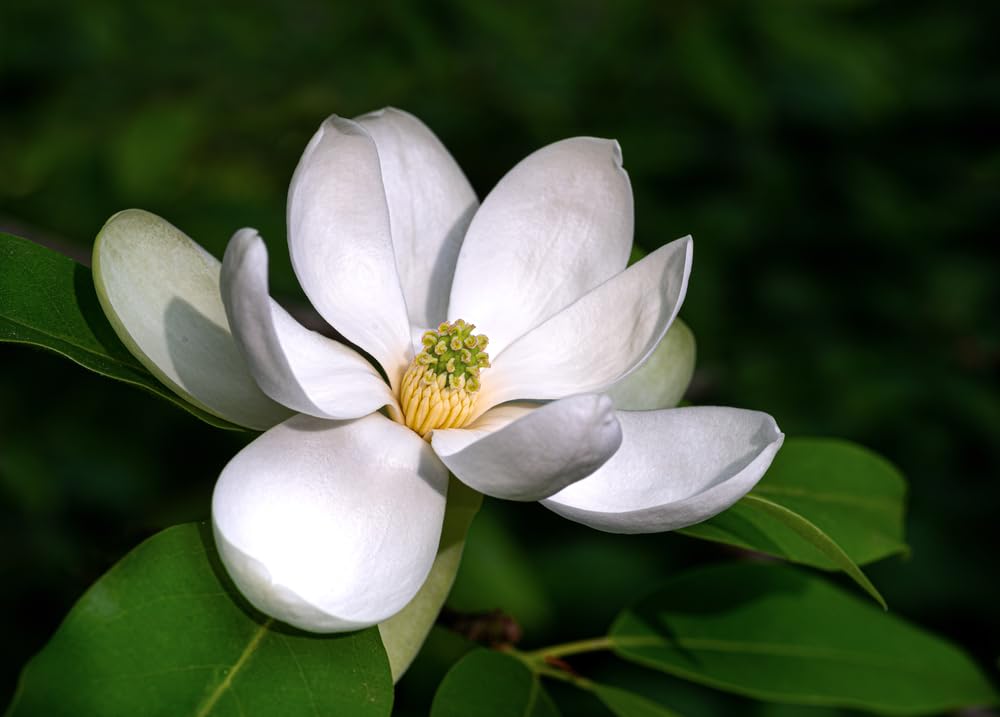 Sweetbay Magnolia Seedlings for Planting - Live Tree Seedlings - Magnolia virginiana - Stunning White Blooms