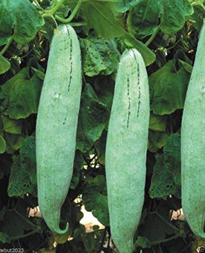 Snake gourd ( King Cobra ) 10 Seeds ~,long, white speckled fruits- Very Rare !
