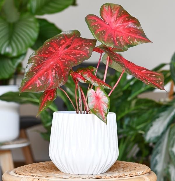 6 Red Ruffles Caladium Bulbs for Planting - Perennial Hosta, Elephant Ears, Fancy (6 Bulbs)