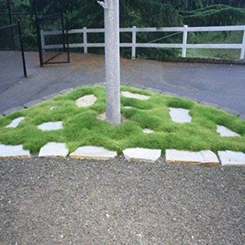Irish Moss Seeds for Planting - Grow Stunning Ground Cover That Blooms Attractive White Flowers - Made in USA