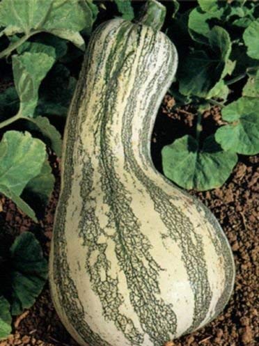 Fresh Heirloom Cushaw Green Striped Pumpkin Winter Squash - 35 Seeds - HIGH Yields - Large