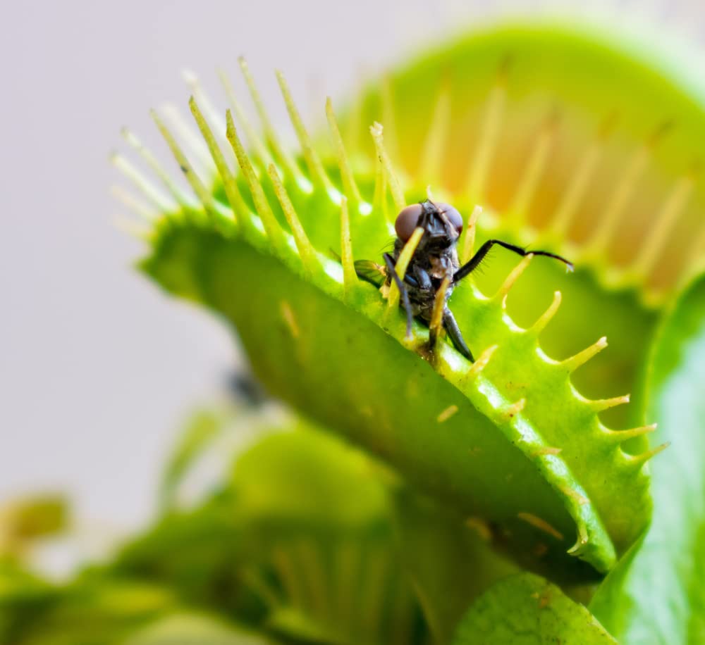 Venus Fly Trap Seeds for Planting - 10 Seeds of Dionaea muscipula - Carnivorous Plant