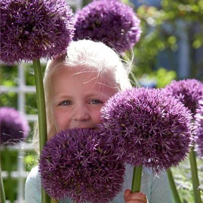 2 Giant Pinball Wizard Allium Bulbs for Planting - Exotic Perrennial Blooming Garden Onion. Ships from Iowa, USA