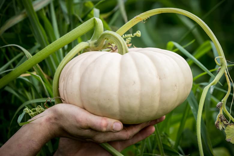 Long Island Cheese Pumpkin Seeds for Planting (20 Seeds)