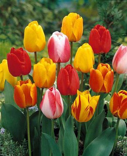 Darwin Hybrid Tulip 25 Bulbs: Tequila Sunrise Mix - 12/+ cm Bulbs