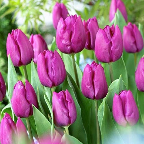Tulip Single Early 'Purple Prince' (Triumph Tulip) Size 12/+ cm, Bulbs for Planting, Open Pollinated, Heirloom, Non-GMO, Bulbous Perennial, Tulipa Purple Prince, Single Early Tulips