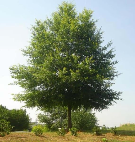 Willow Oak Tree Seedlings for Planting - Attractive and Hardy Trees