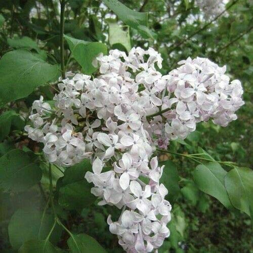 Korean Early Lilac Bush Seeds (Syringa Oblata) tyn3sw (20+ Seeds)