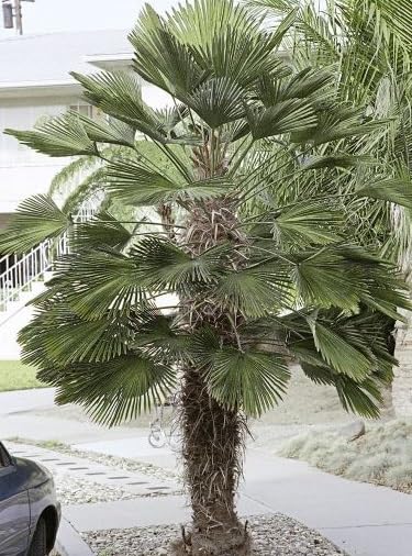 6 Miniature Chusan Palm Tree Seeds for Planting - Trachycarpus wagnerianus - Cold Hardy Palm Tree Seeds