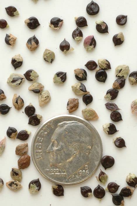Pinkweed Seeds for Planting (50 Seeds), Smartweed - Persicaria pensylvanica - Attractive Annual Wildflower