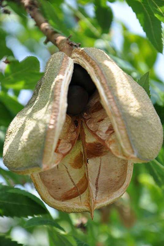 Yellowhorn Bush Seeds for Planting (6 Large Seeds) - Exotic Blooms All Season - Xanthoceras sorbifolium