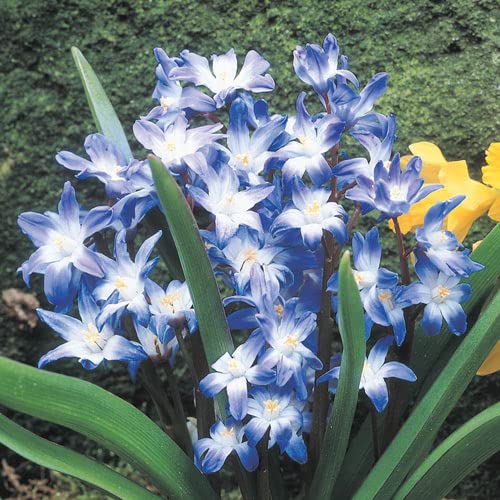 Glory of The Snow Bulbs for Planting - Chionodoxa "Luciliae" - Stunning Early Blooming Scilla Flowers