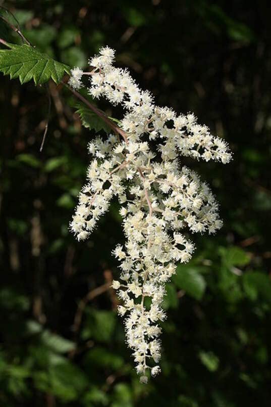 Ocean Spray Bush Seeds for Planting (50 Seeds) - Cream Bush, Holodiscus discolor