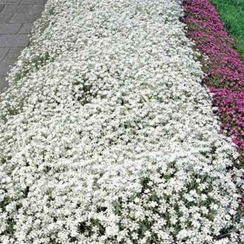 500+ Snow in The Summer Seeds | | Made in USA, Ships from Iowa.