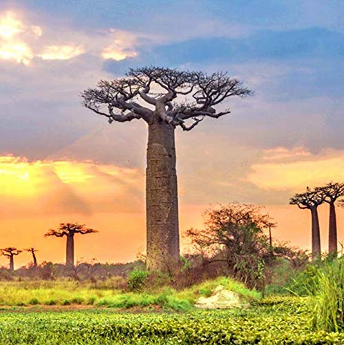 Atfipan 5Pcs/Bag Adansonia Digitata Baobab Tree Seeds Rare Perennial Plants Seeds Rare Rare Baobab Seeds Tropical Plant Garden Seeds Home & Garden