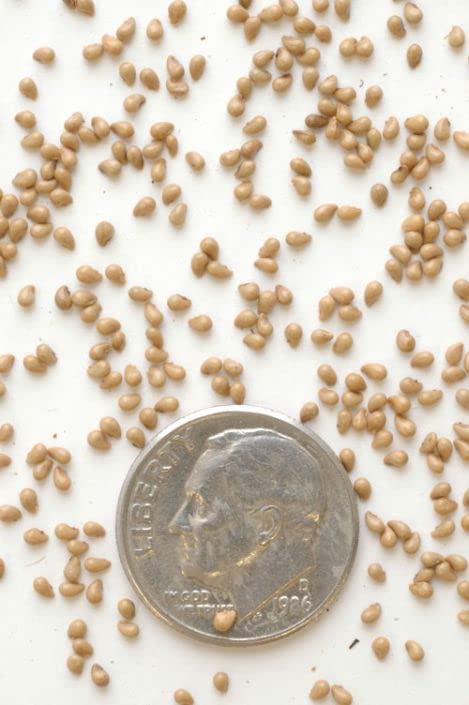 Prairie Ninebark Seeds for Planting (50 Seeds) - Physocarpus opulifolius
