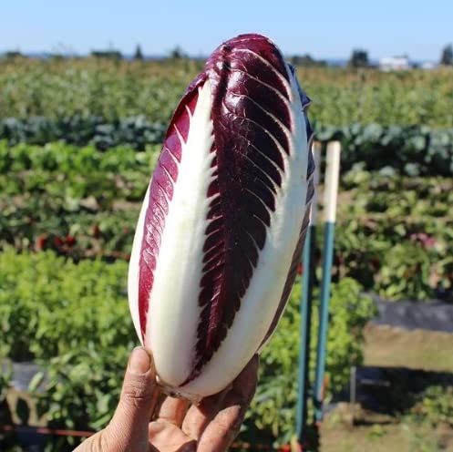 Baldo Radicchio Seeds for Planting (50 Seeds)