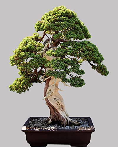 Norway Spruce Bonsai Tree Seeds - 30 Seeds - Beautiful Evergreen Tree Seeds - Picea abies