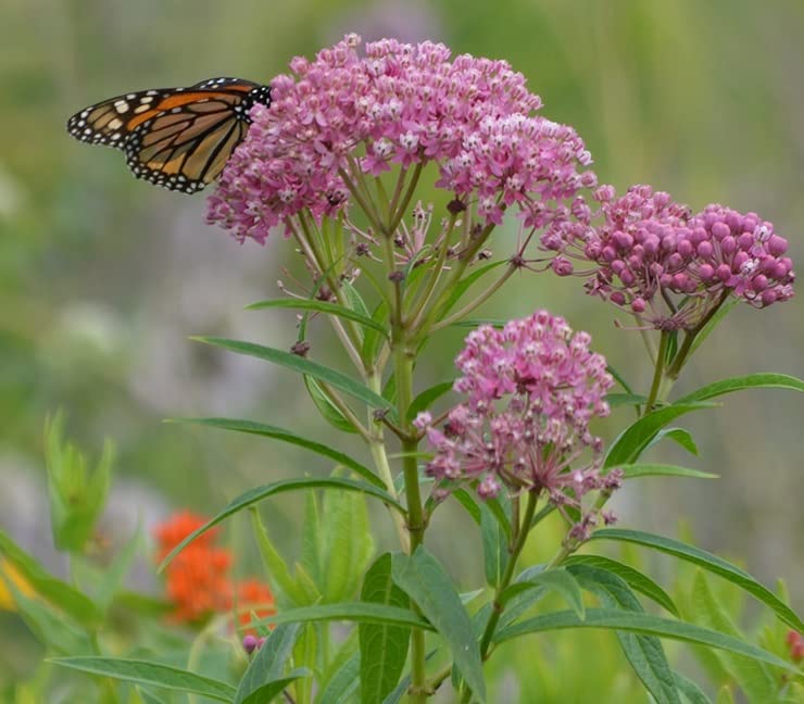 Rose Milkweed Seeds for Planting (50 Seeds) - Asclepias incarnata