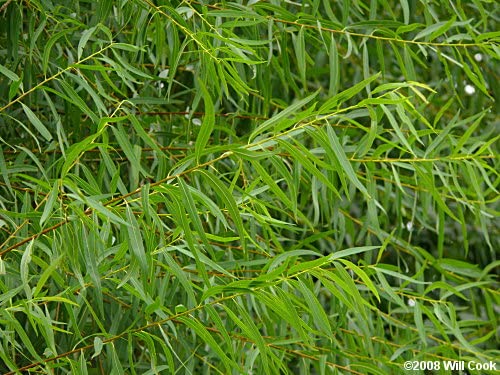 50 Black Willow Tree Cuttings - Beautiful Shade and Privacy Tree - Grow 50 Black Willow Live Trees