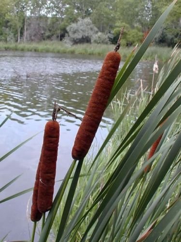 50 Cattails Cat Tails Typha Latifolia Water Pond Grass Flower Seeds CombSH
