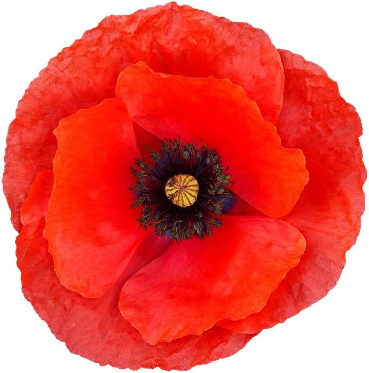 Exotic Strains of Poppy Seeds for Planting (200 Seeds Per Packet) - Easy to Grow, Ships Fron Iowa, USA