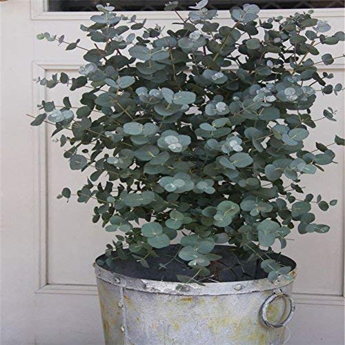 25+ Silver DROP EUCALYPTUS Bonsai Tree Seeds - Made in USA. Ships from Iowa. Great as Bonsai or Clip Branches for Floral Arrangements