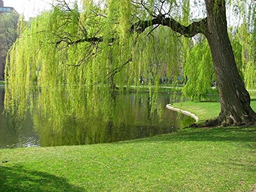 10 Weeping Willow Tr?e Cuttings Unrooted