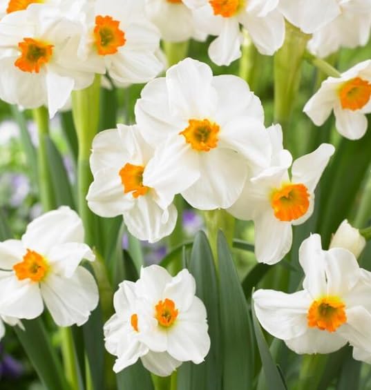 Geranium Daffodil Bulbs for Planting
