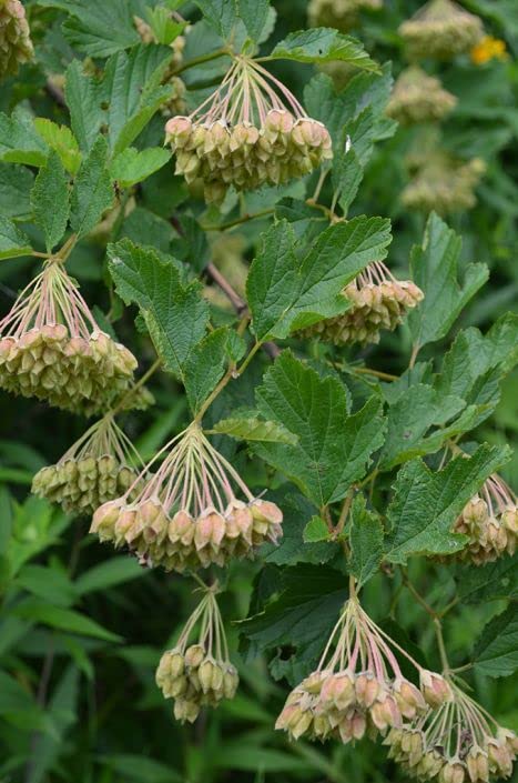 Prairie Ninebark Seeds for Planting (50 Seeds) - Physocarpus opulifolius