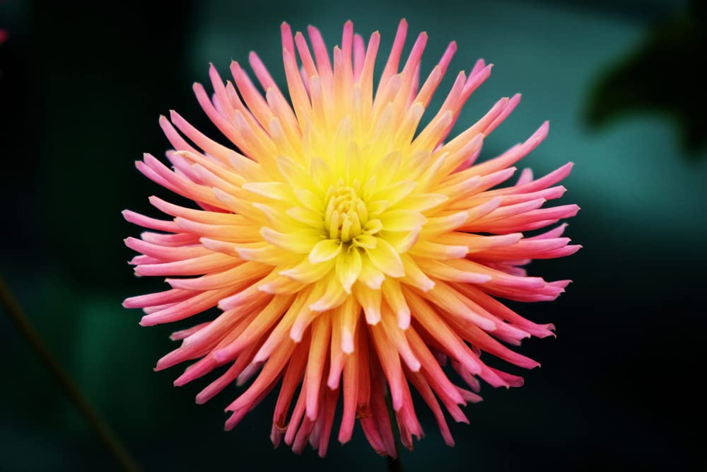 50+ Cactus Dahlia Mixed Color Seeds - Made in USA, Ships from Iowa.