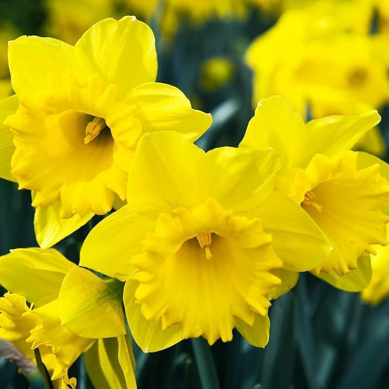 100 Yellow Daffodil Bulbs for Planting - Narcissus Large Cupped Giant